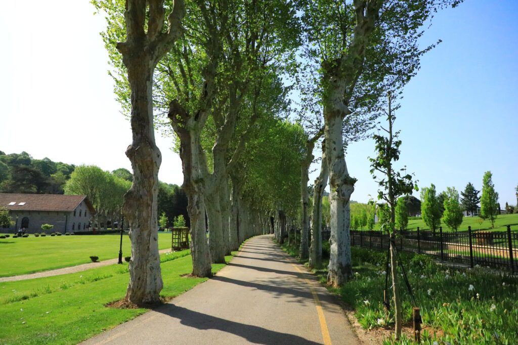 Une allée bordée de grands arbres, en fin de journée